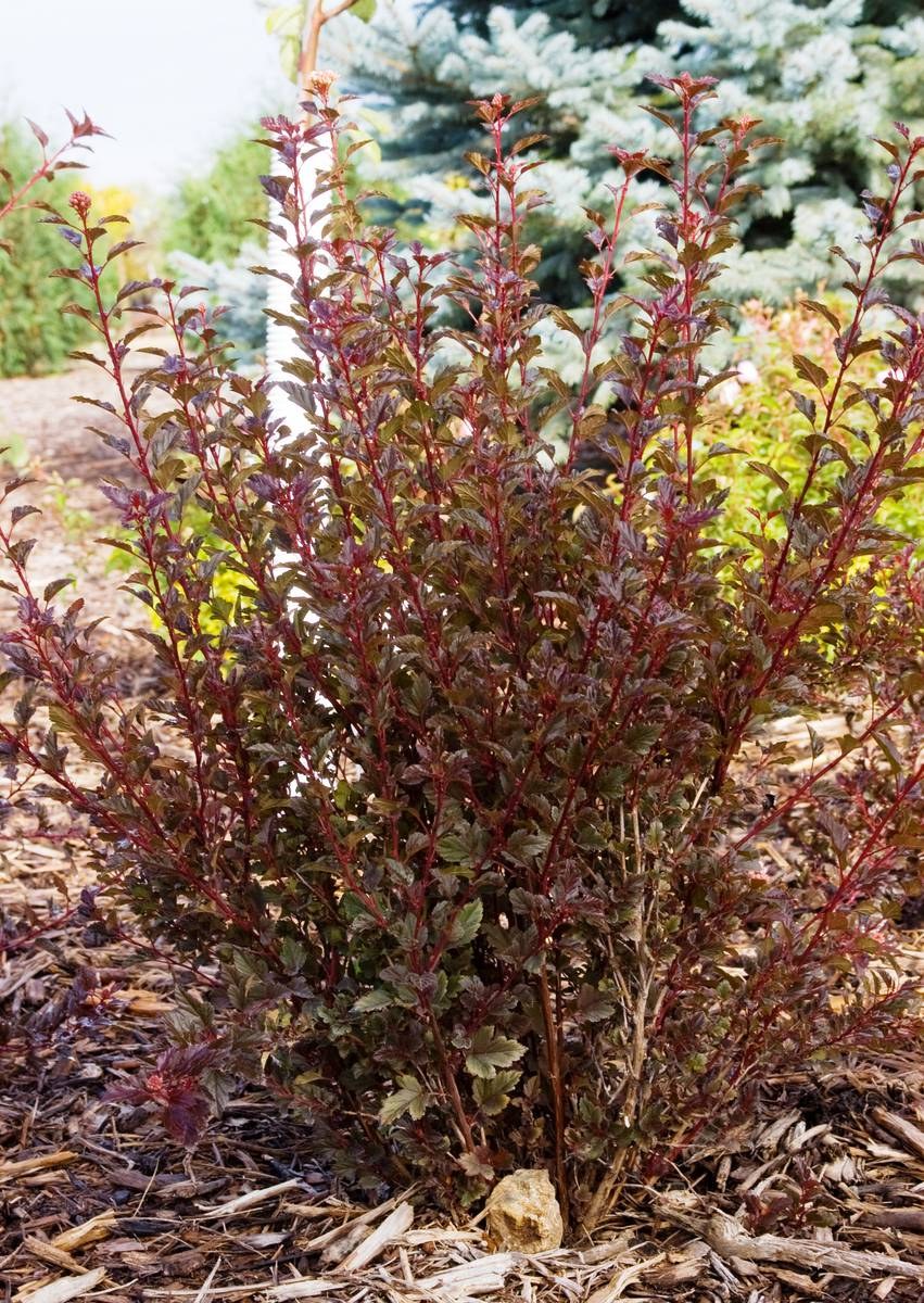 Пузыреплодник калинолистный Литтл Джокер