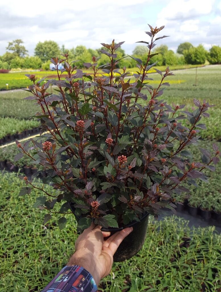 Пузыреплодник калинолистный Литтл Джокер little Joker