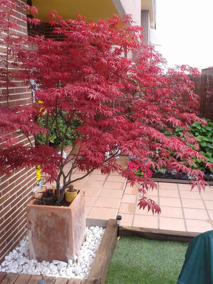 Acer negundo Flamingo