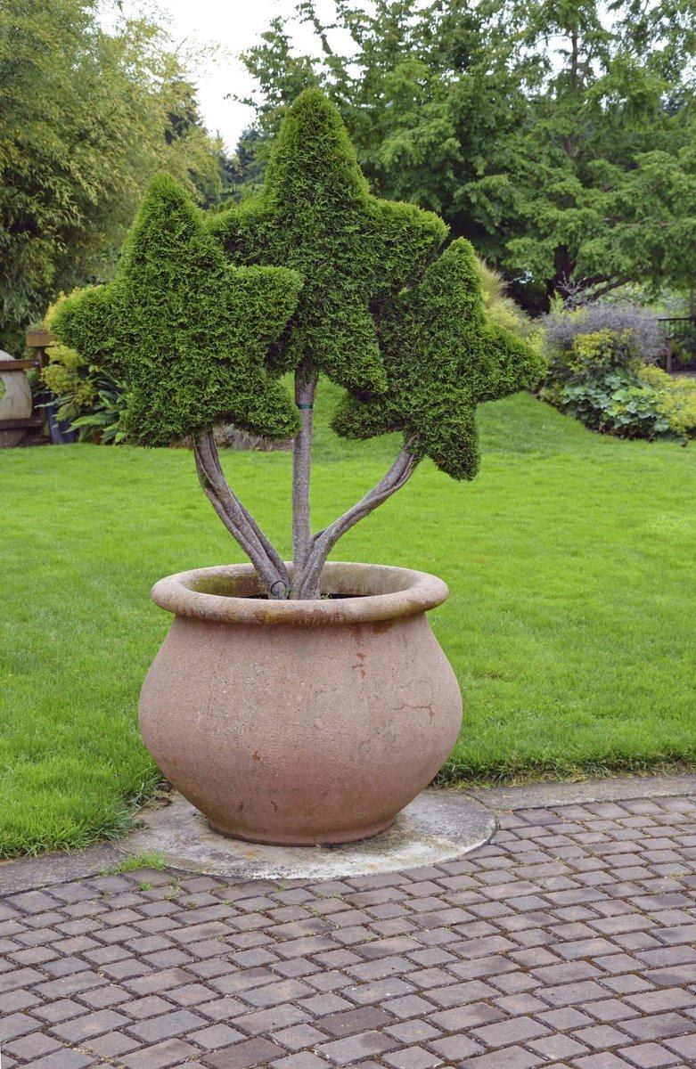 Топиар хвойников