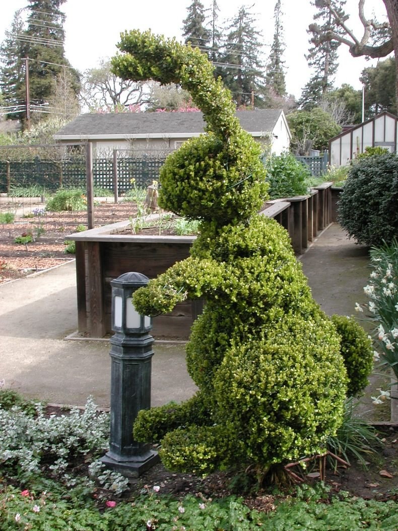 Топиарная стрижка туи Даника