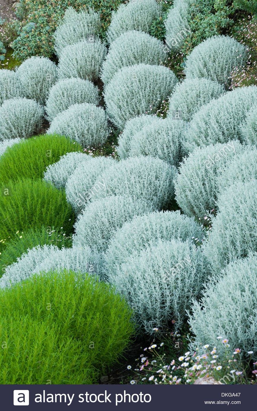 Сантолина Хвойная