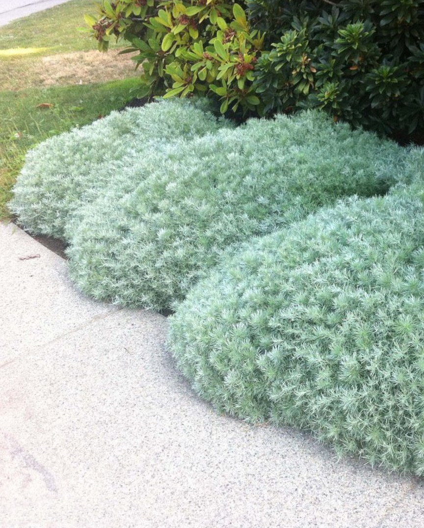 Сантолина Агава