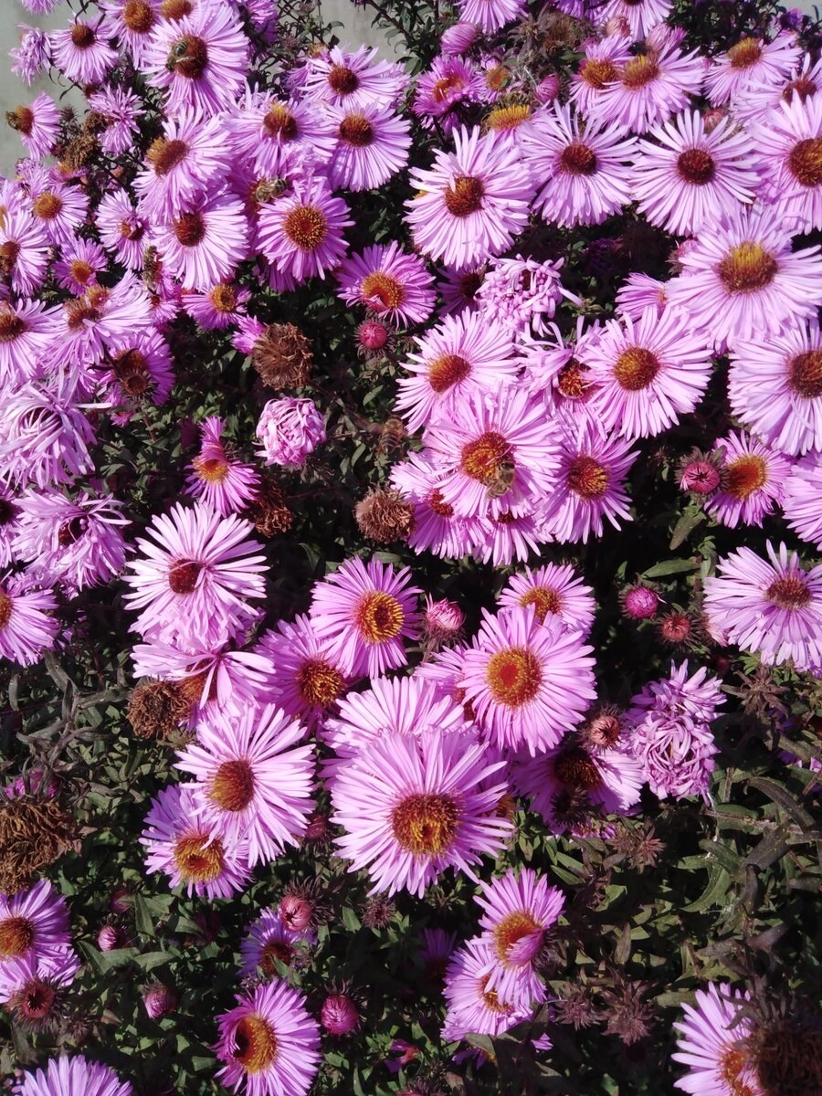 Астра сентябринка многолетняя