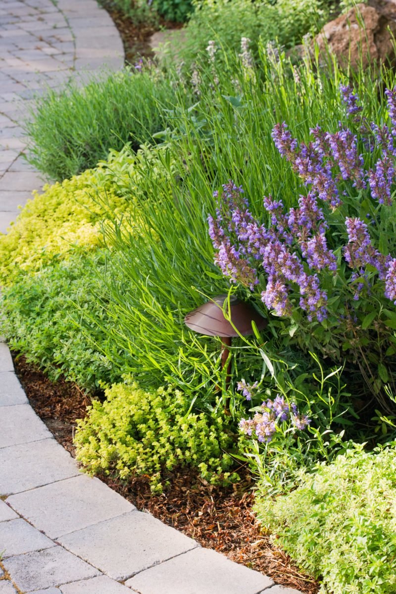 Миксбордер с котовником и шалфеем