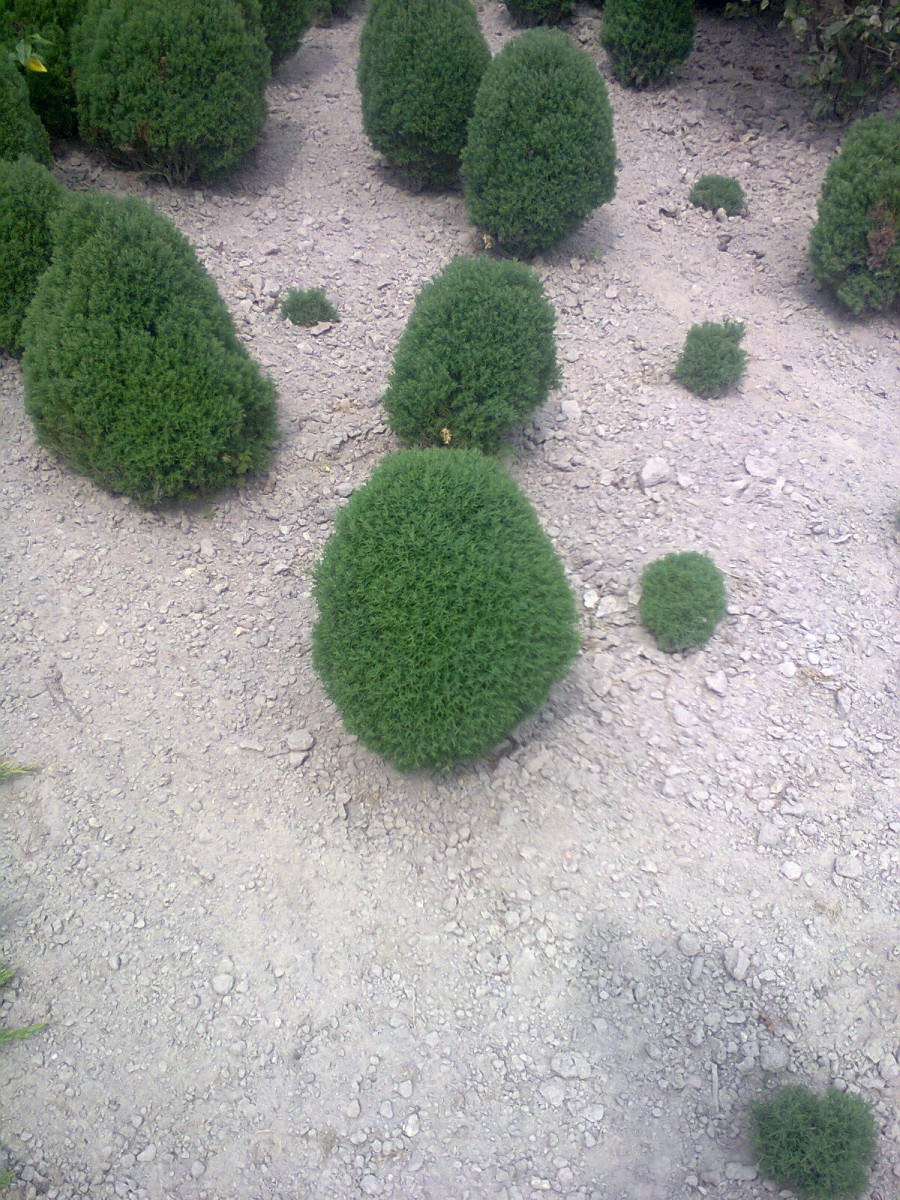 Туя Западная Тедди / Teddy