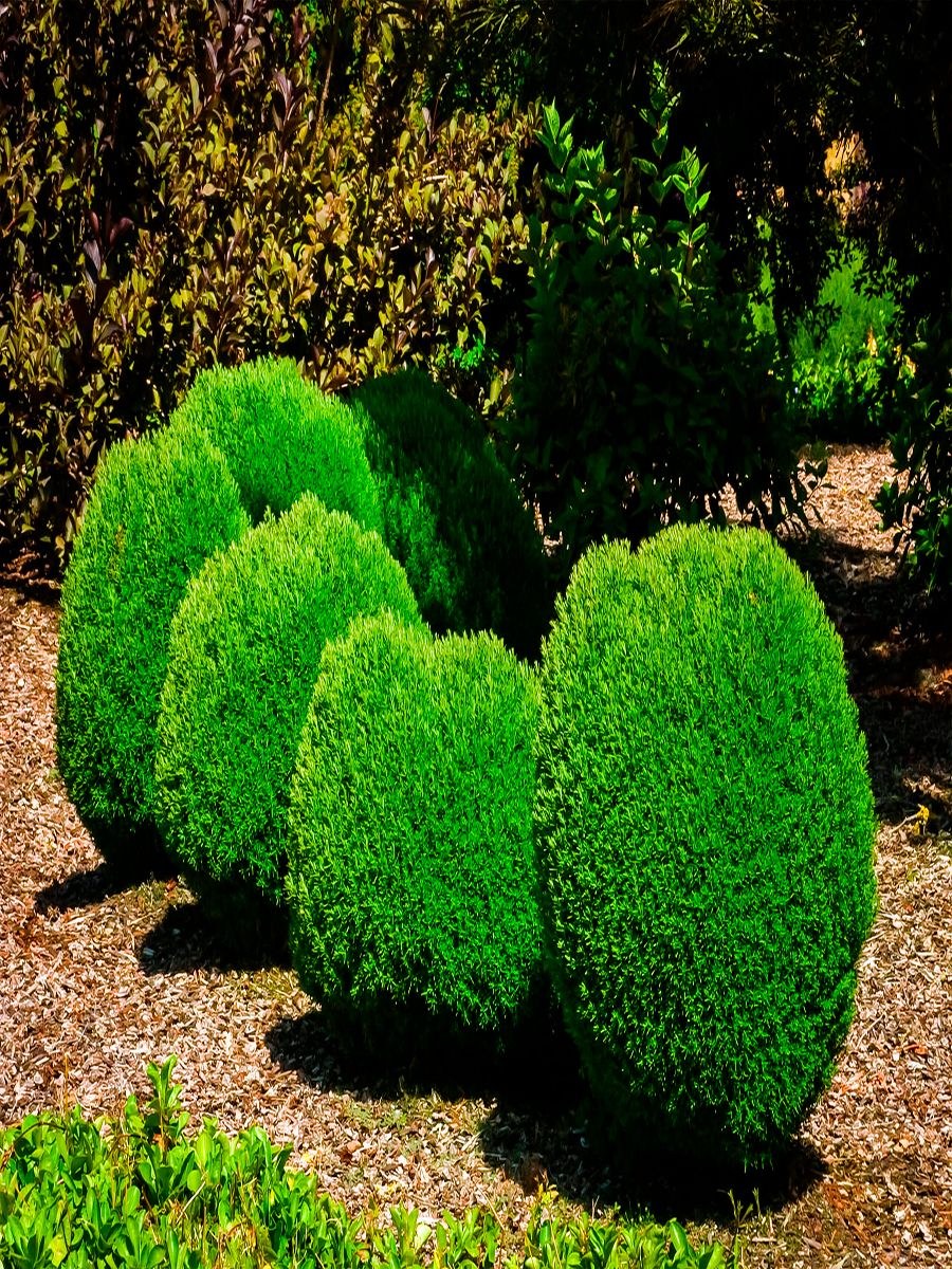 Туя шаровидная Тедди