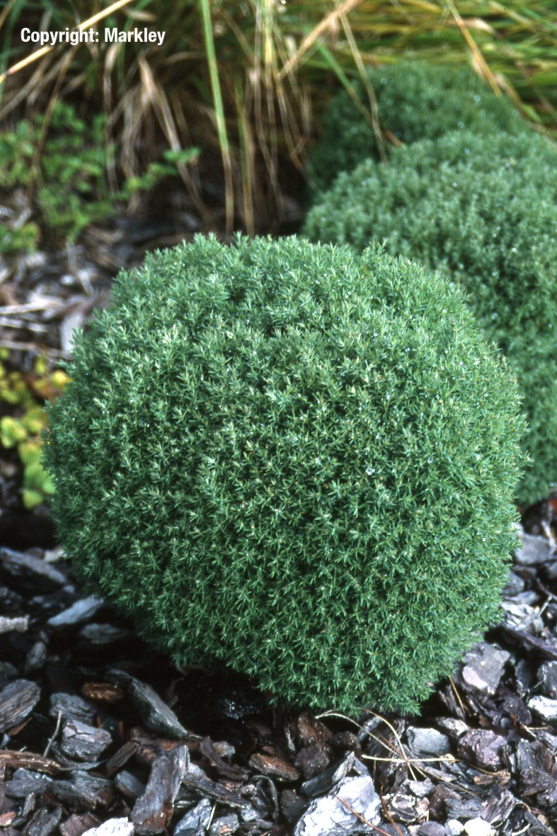 Туя шаровидная Тедди