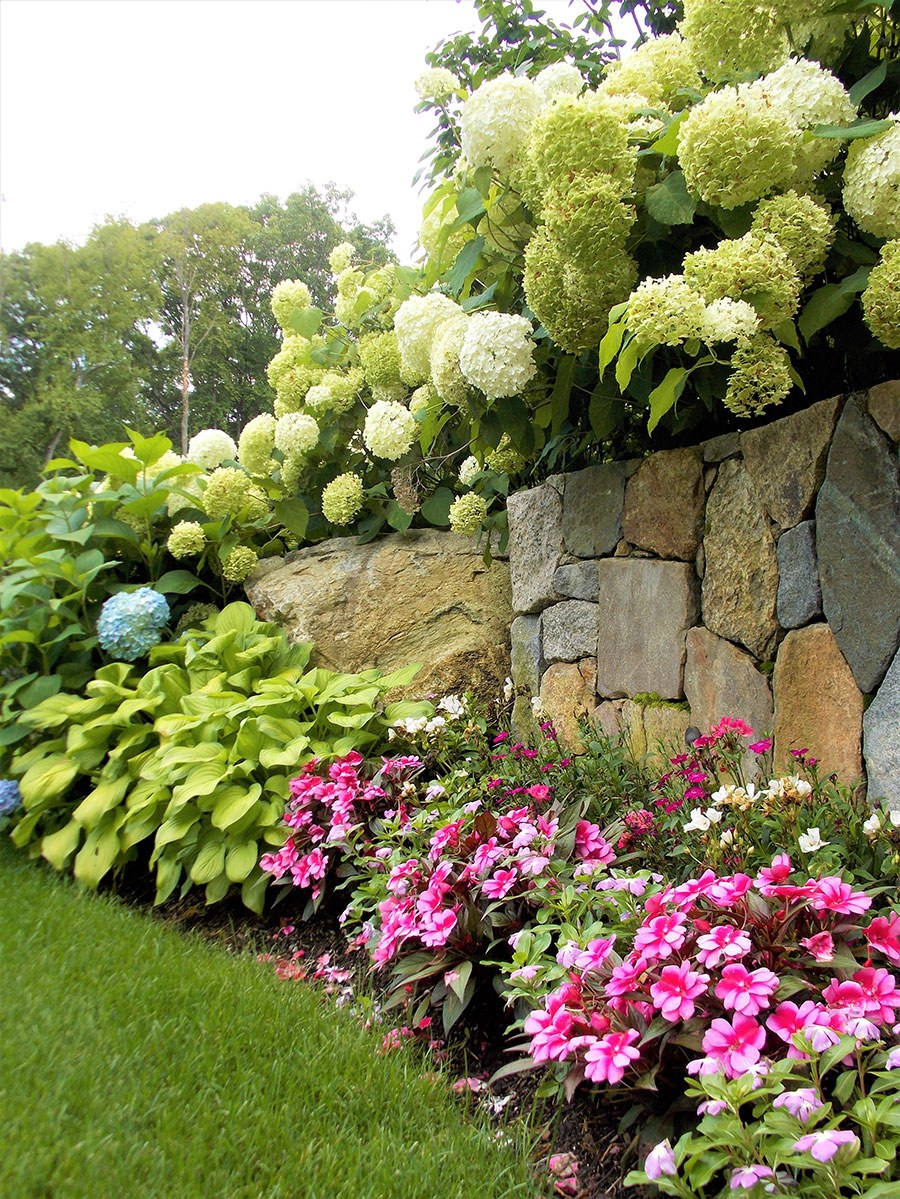 Гортензия метельчатая у забора