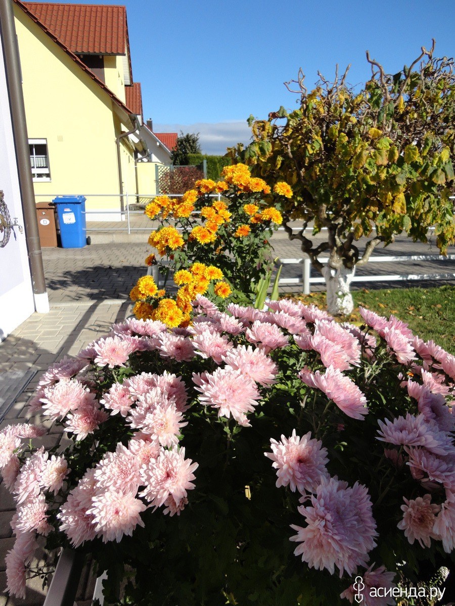 Хризантема мультифлора Балиос