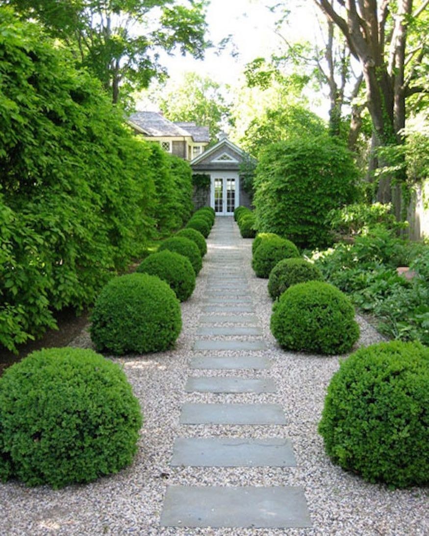 Туя Даника регулярный стиль