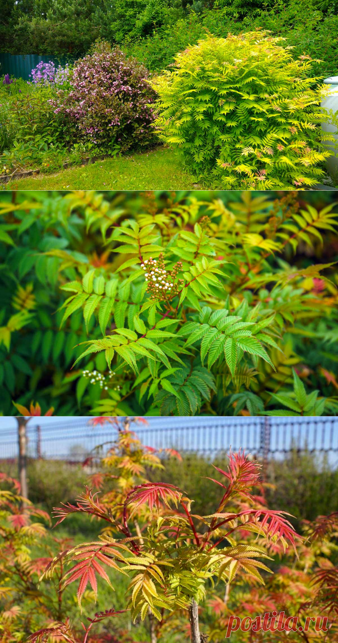 Рябинник Ауреа