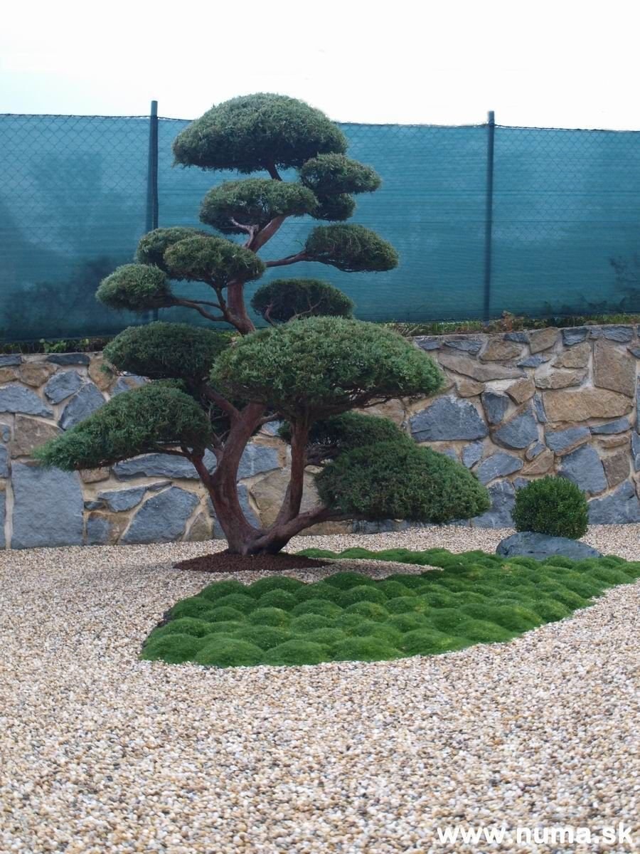 Можжевельник Хетц ниваки