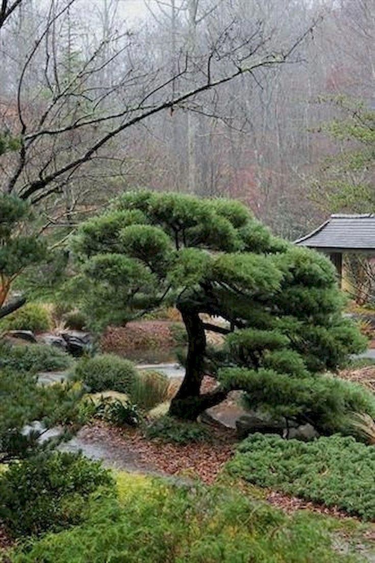 Можжевельник Мейери ниваки