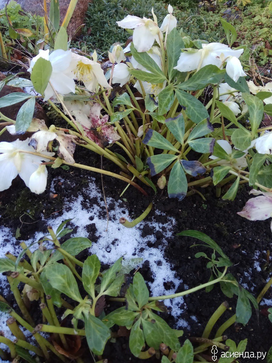 Морозник Лебединое озеро