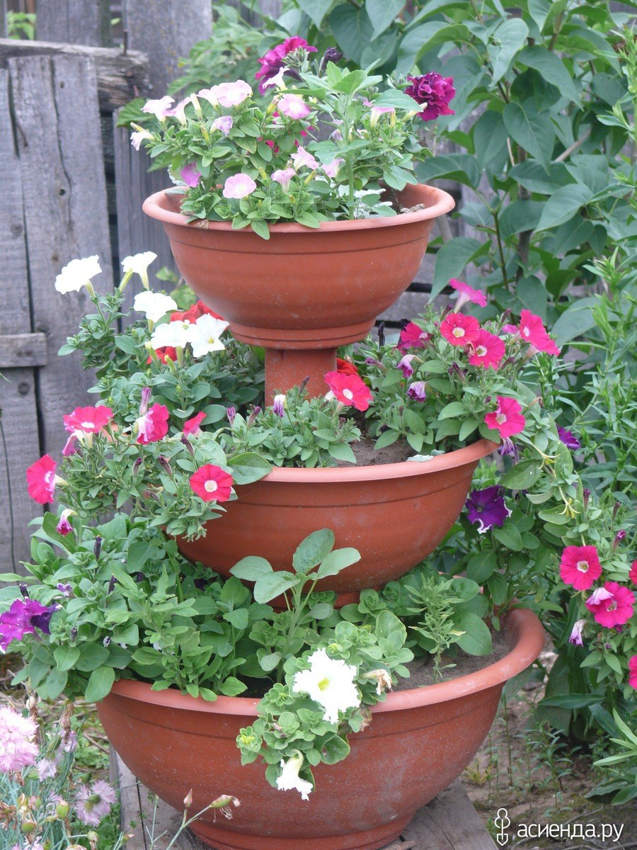 Ампельная петуния в ведре