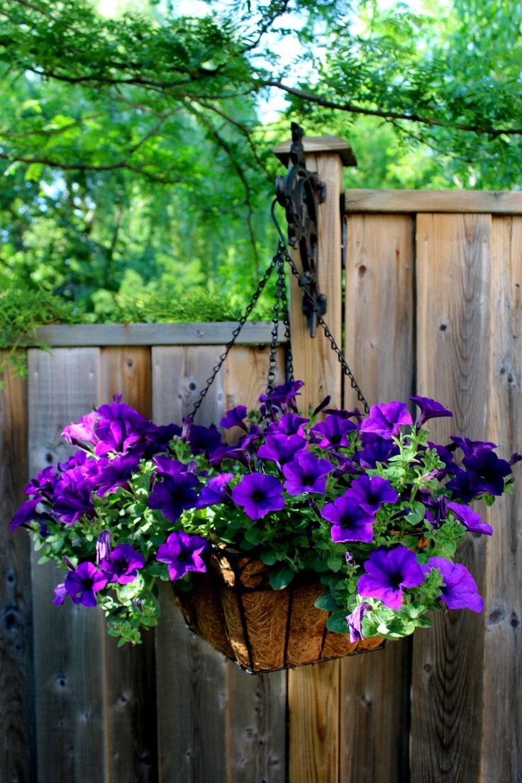 Ампельная петуния Ирен