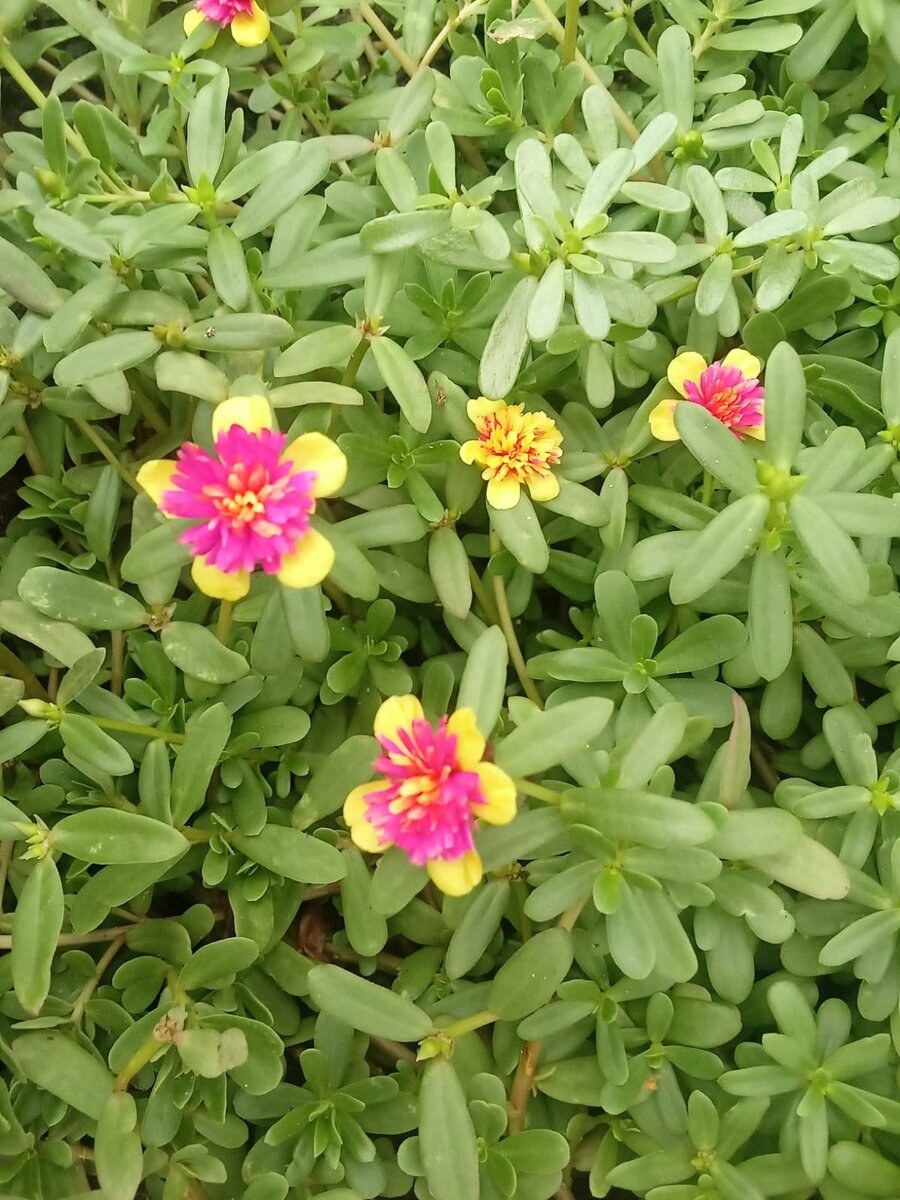 Портулак биколор