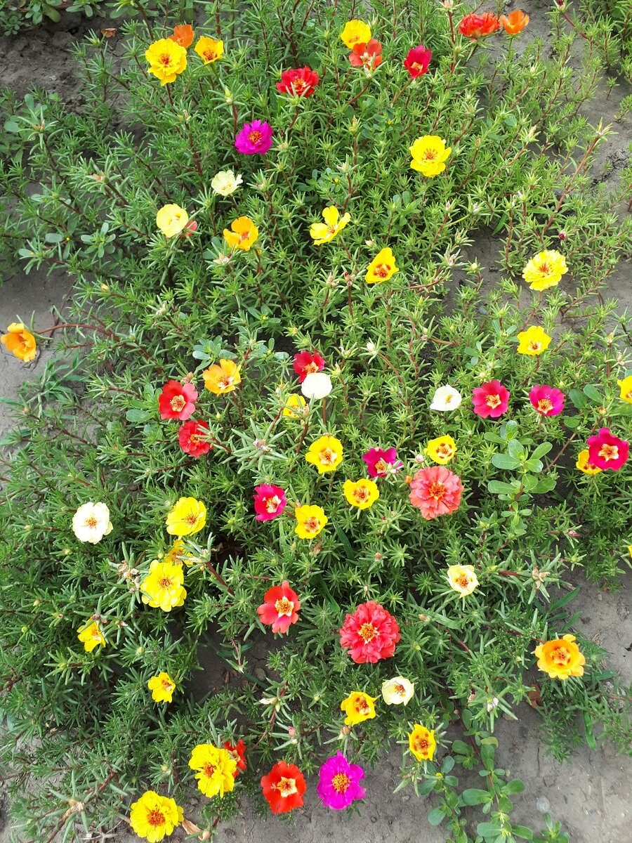 Портулак однолетник