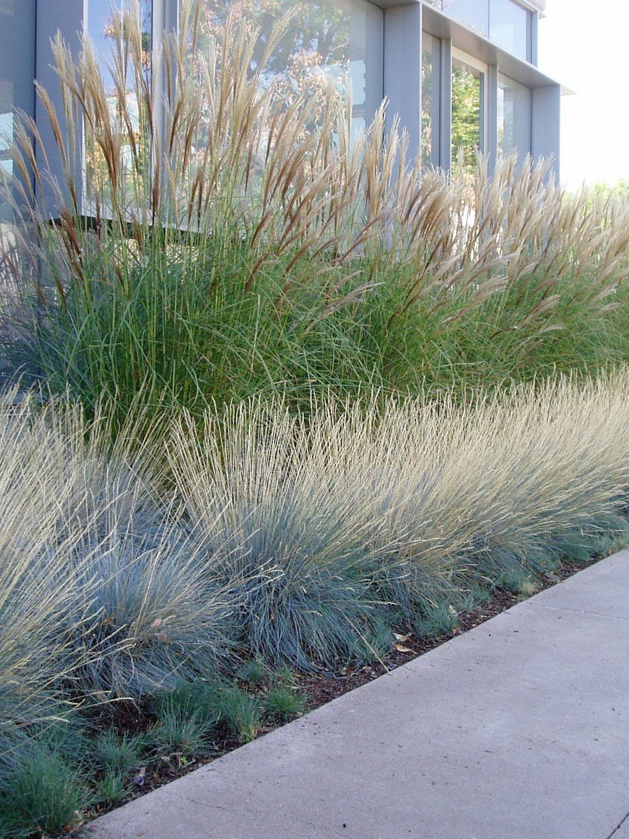 Келерия сизая