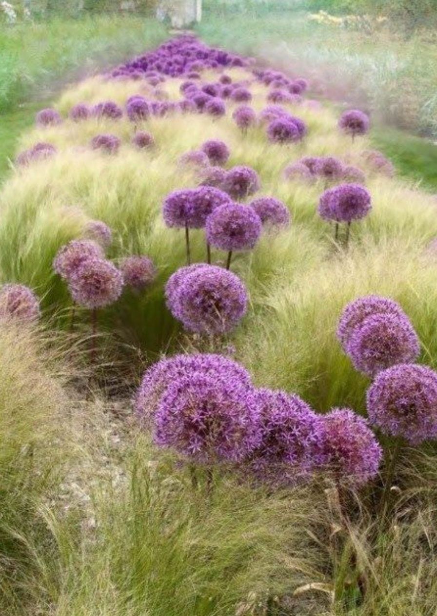 Лук декоративный фиолетовый аллиум