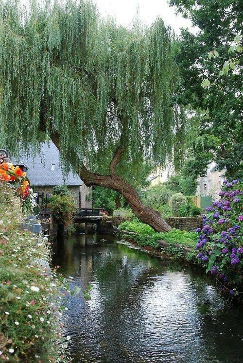 Ива плакучая в ландшафтном