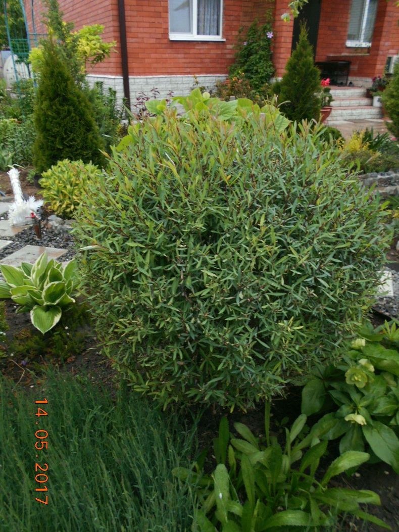 Ива пурпурная Nana (Нана)