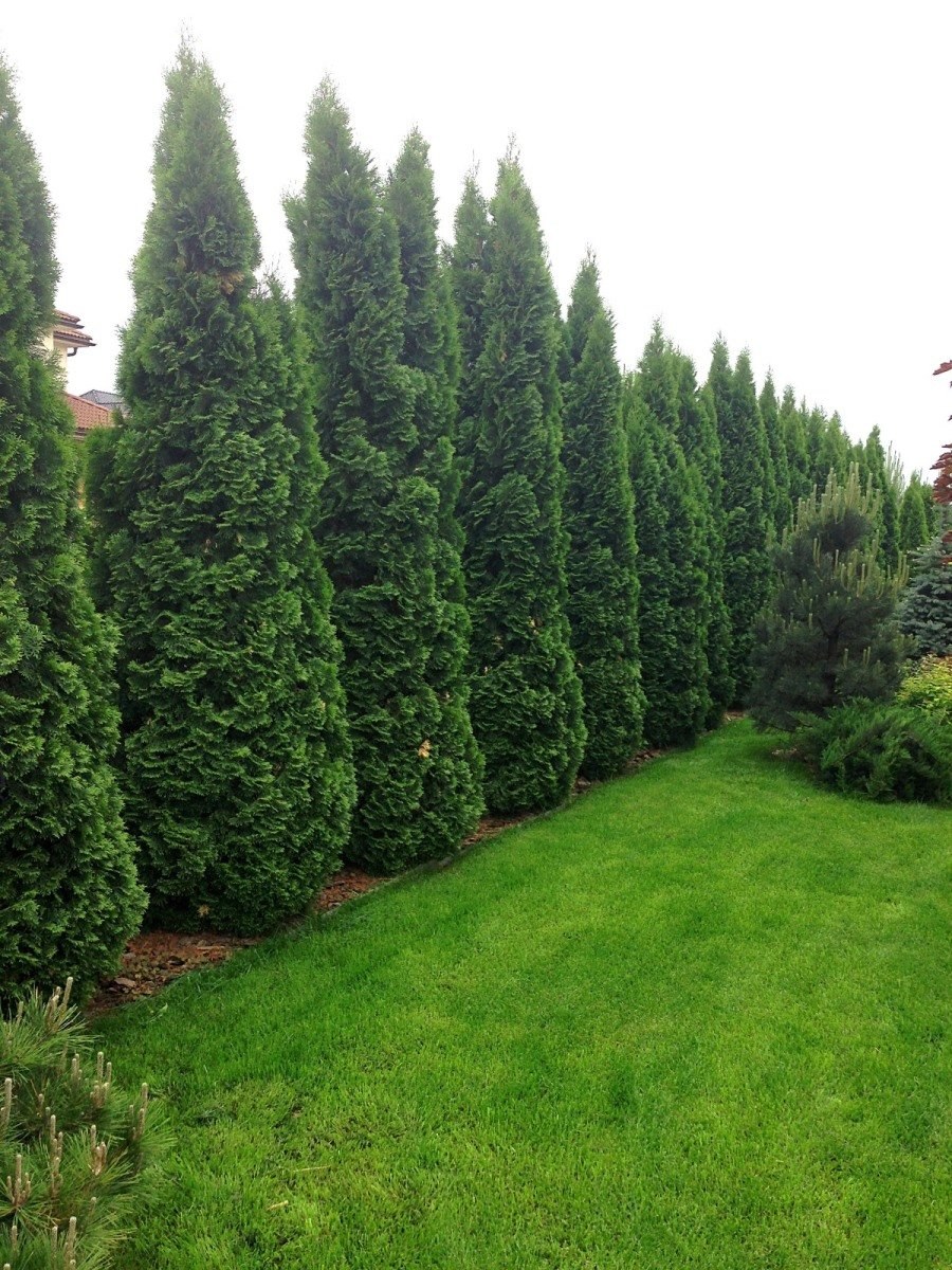 Туя Брабант Колумна