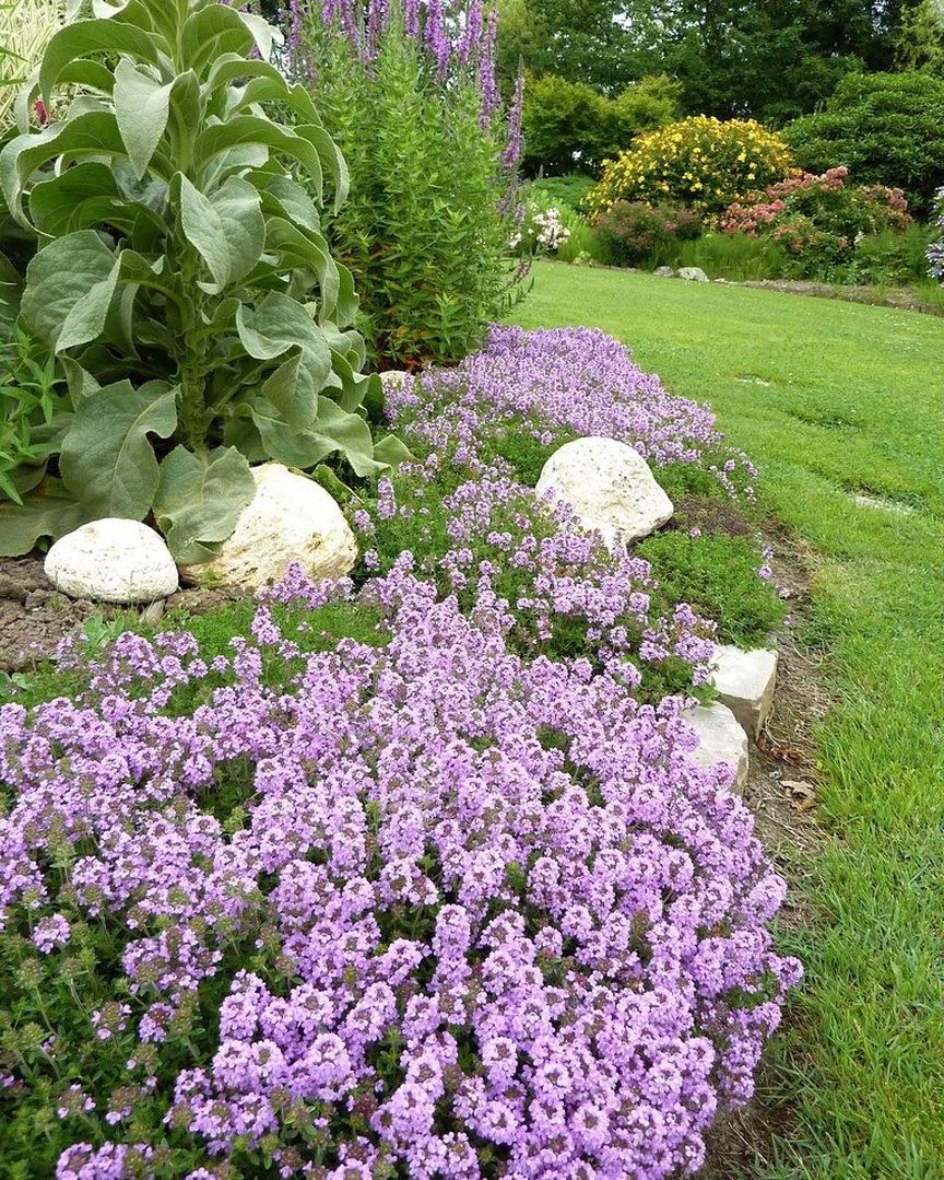 Тимьян ползучий на альпийской Горке