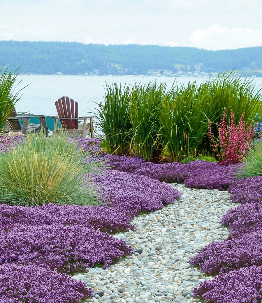 Овсяница сизая и Лаванда