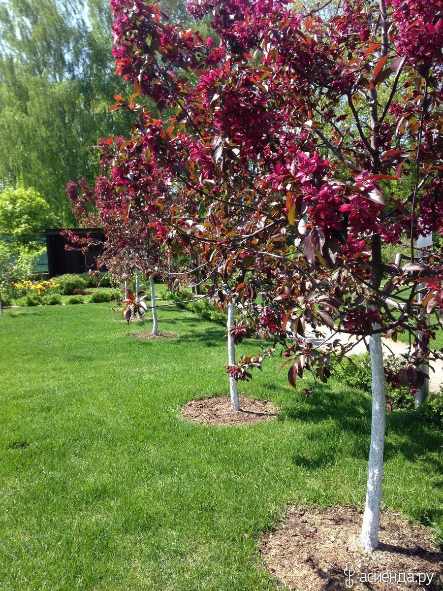 Яблоня краснолистная Кармен