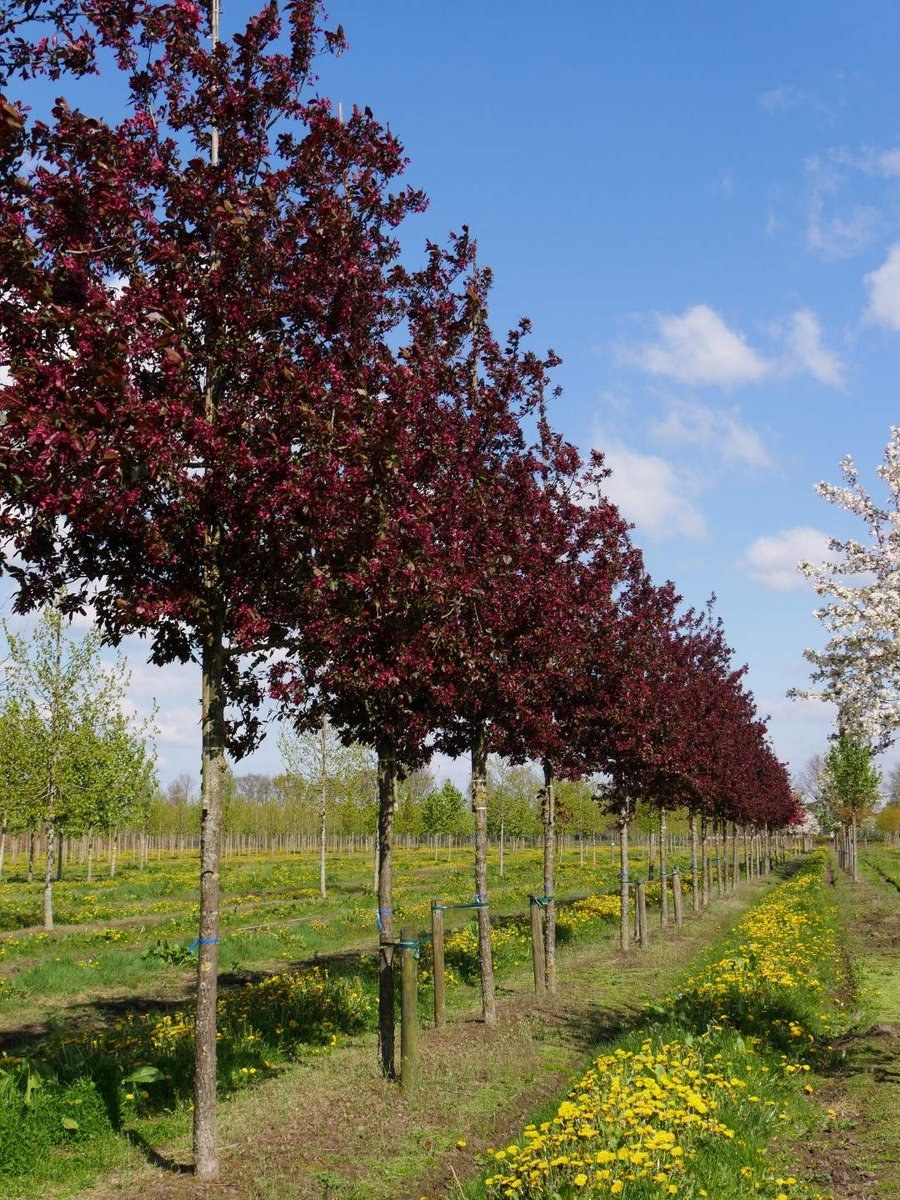 Яблоня краснолистная роялти