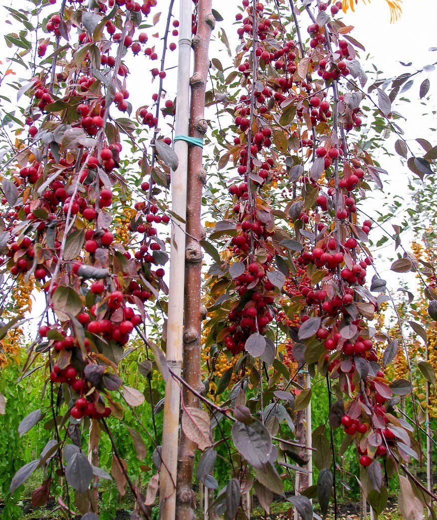 Яблоня Роял Бьюти Пендула