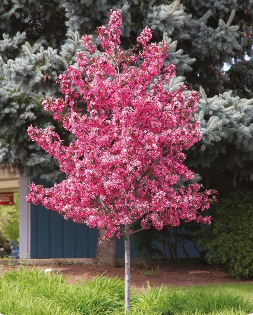 Яблоня декоративная Хелена