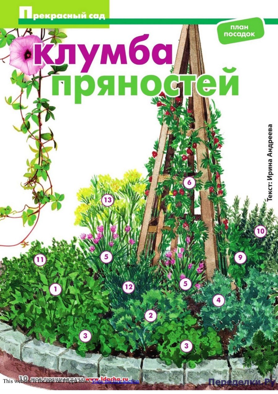 Пряные травы на клумбе схема