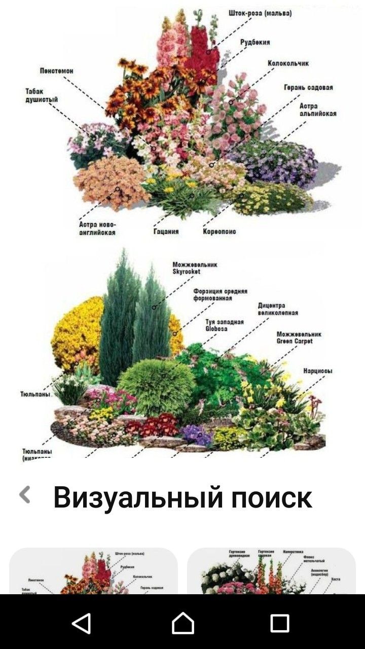 Клумба миксбордер многолетники схема