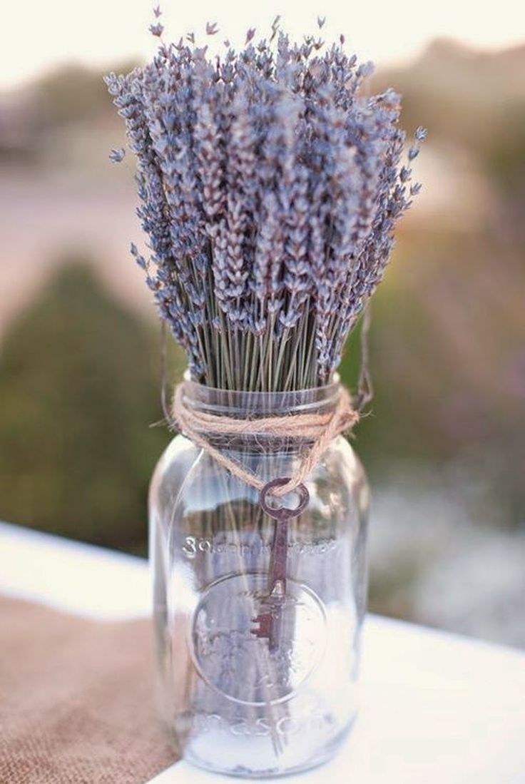 Лаванда шерстистая