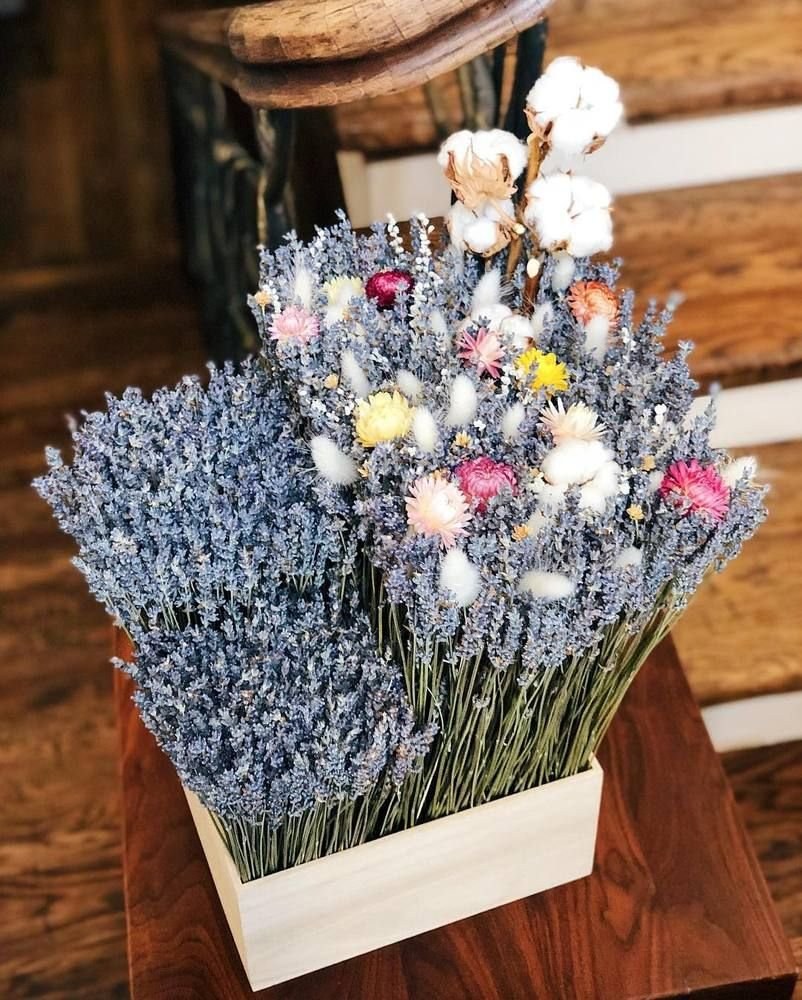 Сухостой лагурус