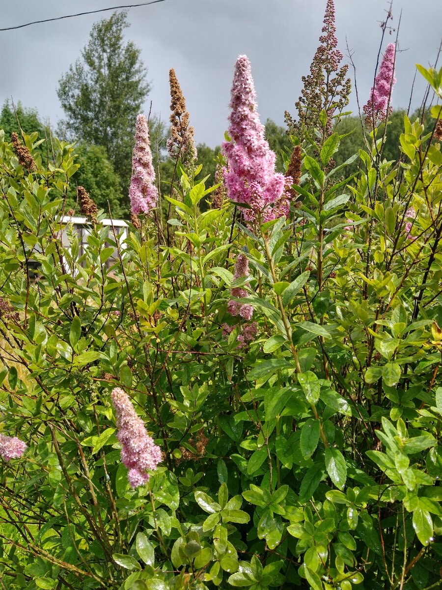 Спирея иволистная Дугласа