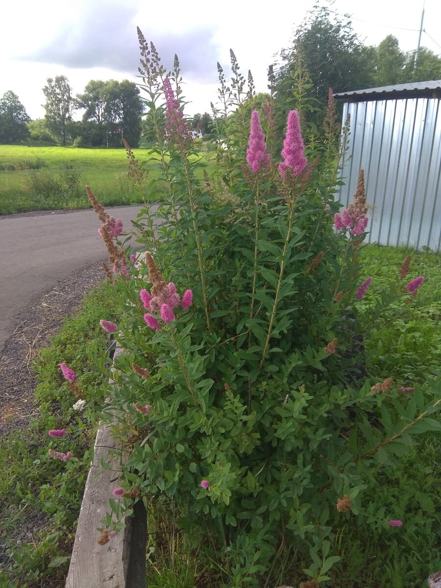 Спирея Билларда Триумфанс