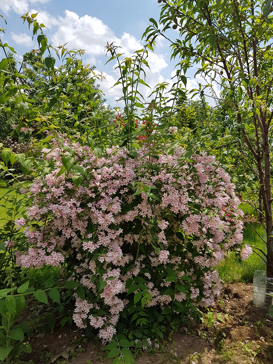 Спирея иволистлистная