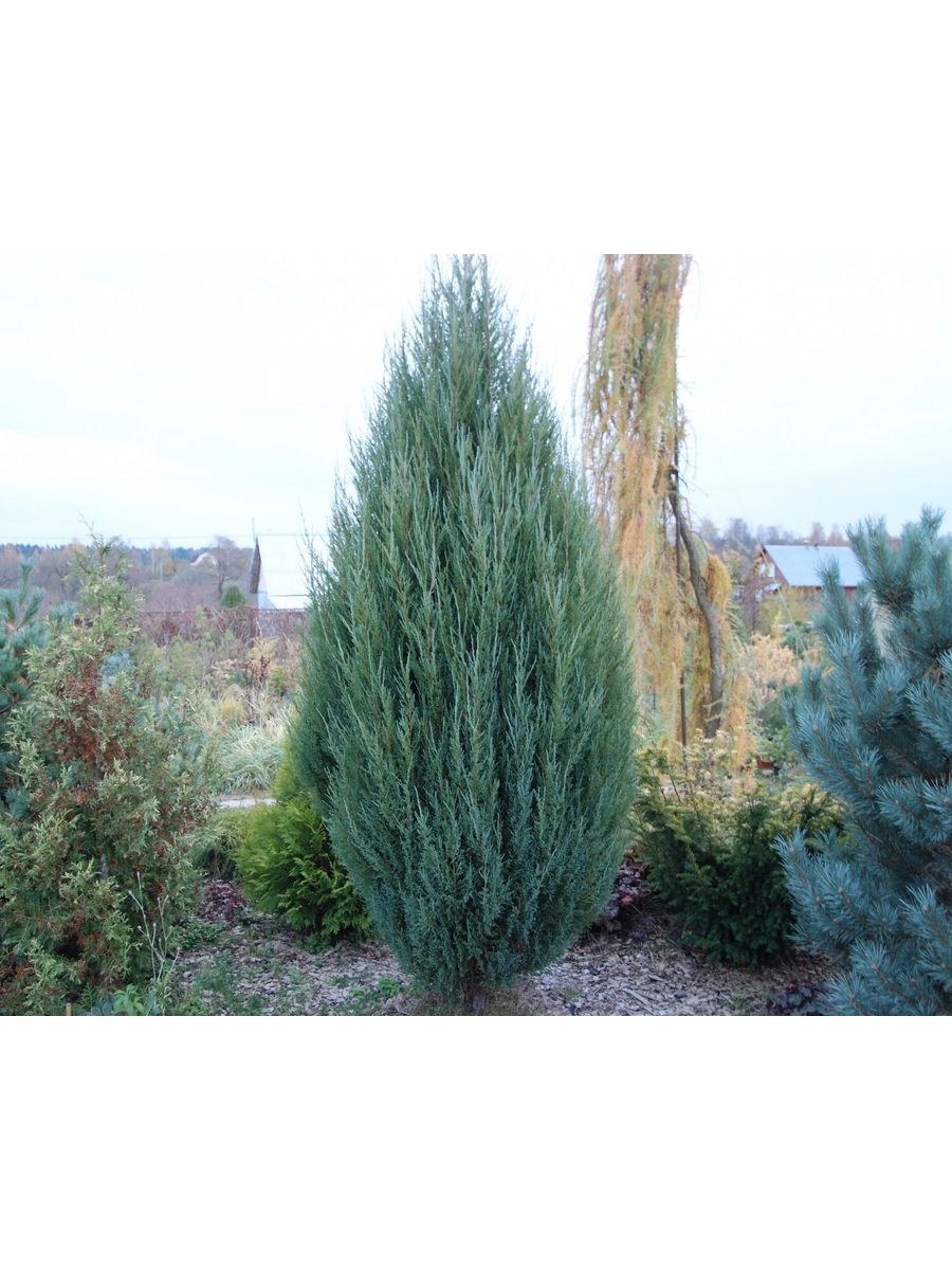 Блю Эрроу туя Эрроу