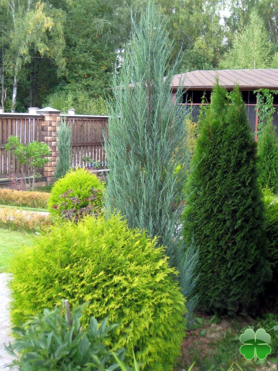 Кипарис Блю Эрроу