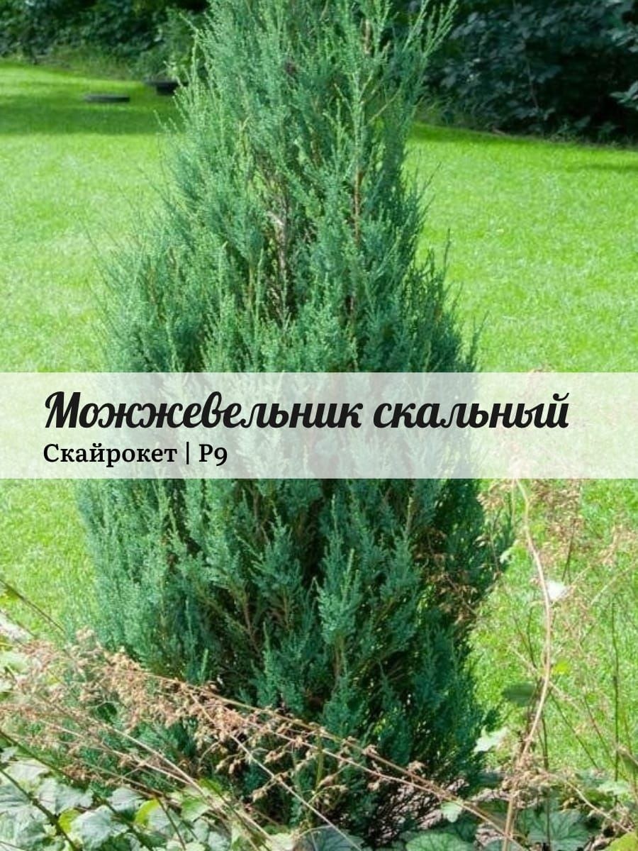 Можжевельник скальный Скайроке