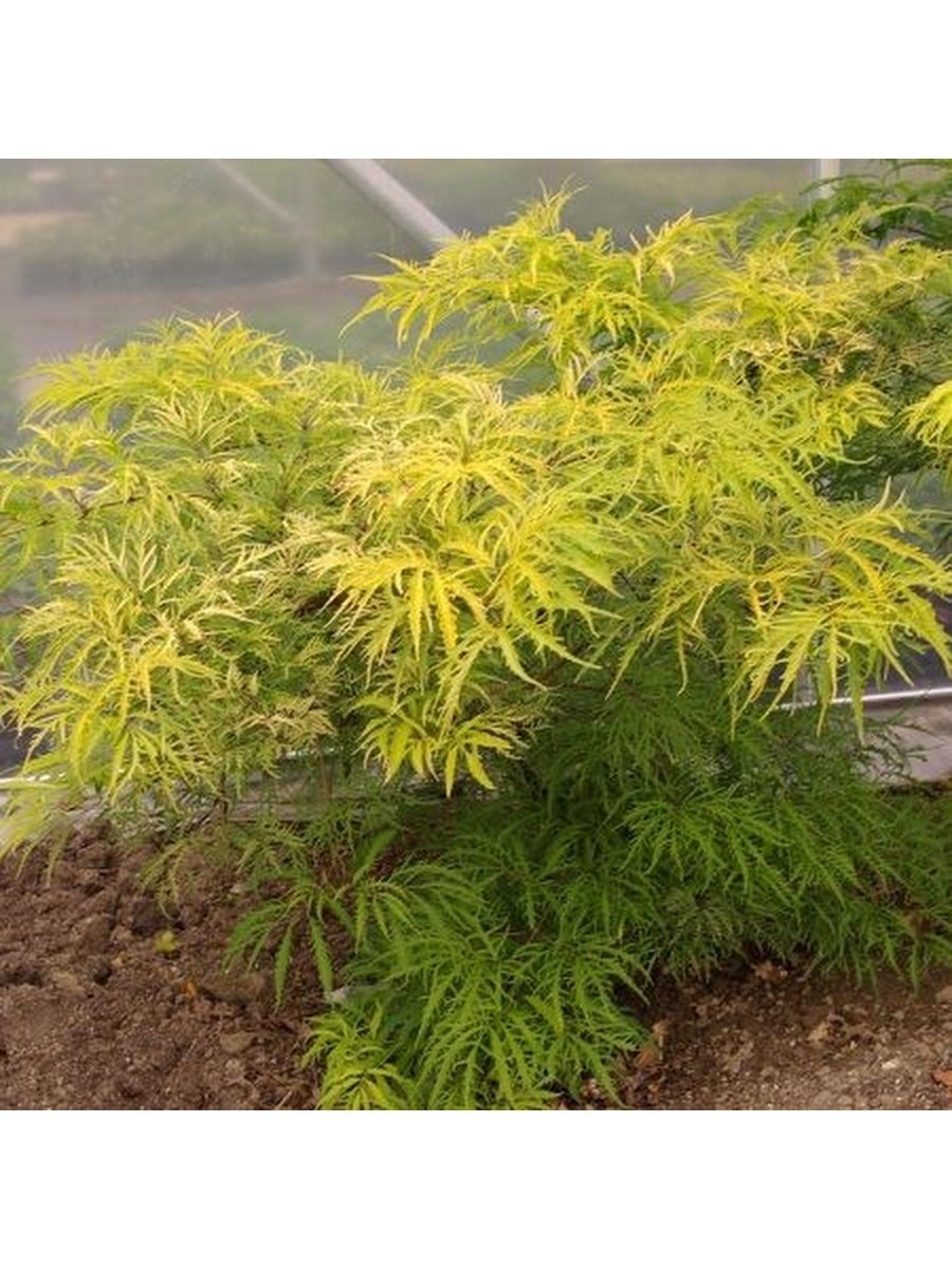 Бузина черная Голден Тауэр