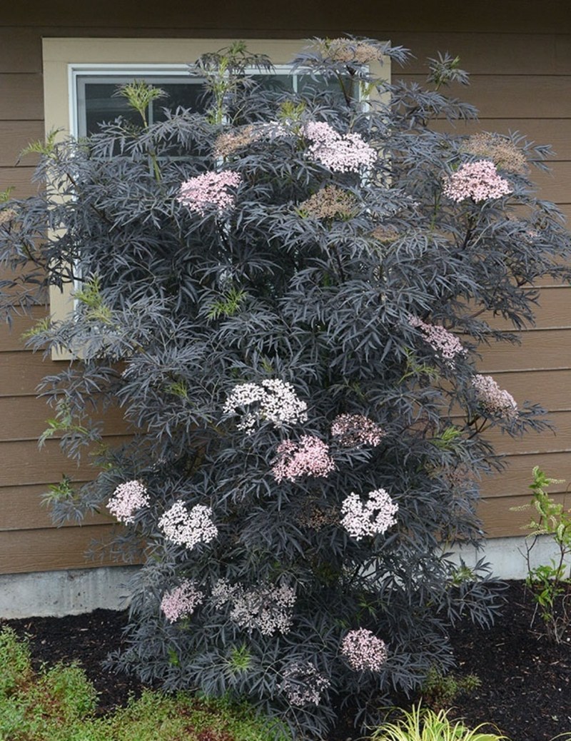 Бузина черная (Sambucus nigra)