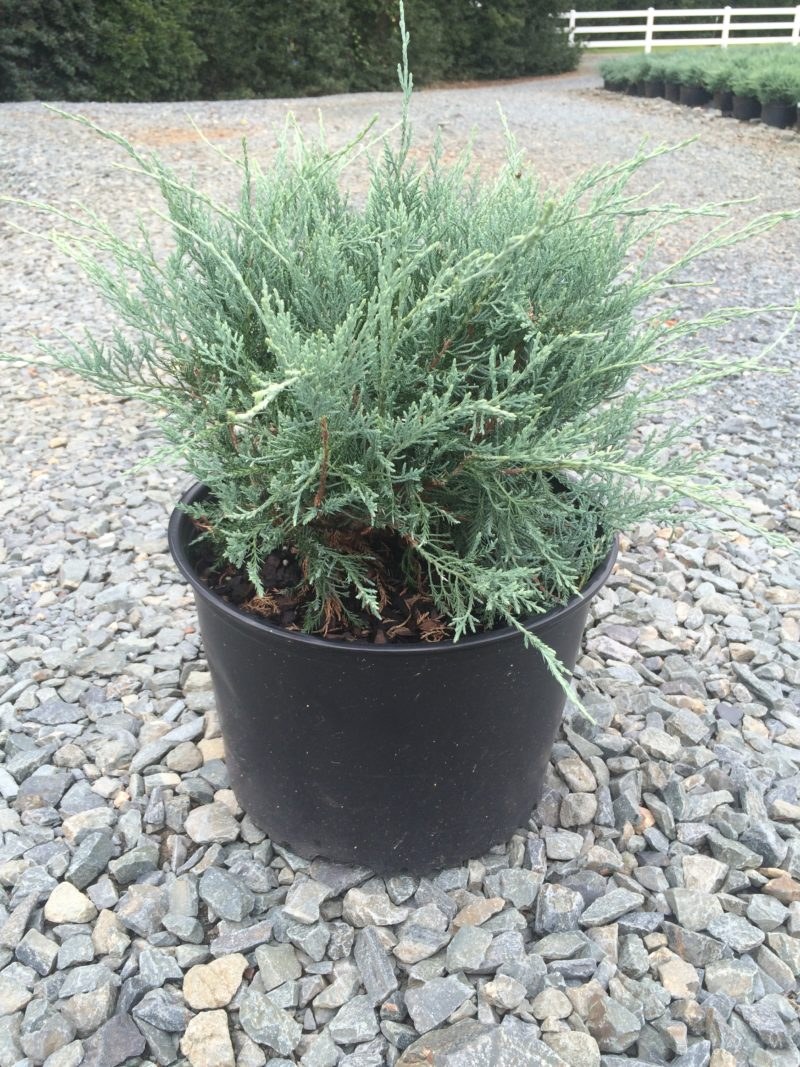 Можжевельник вергтинский "Grey Owl"