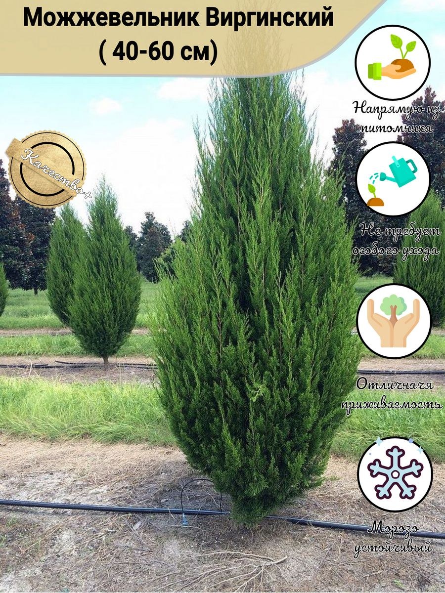 Можжевельник виргинский Хетц