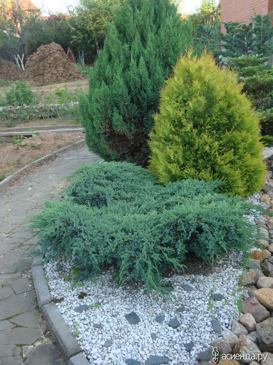 Туя Смарагд можжевельник