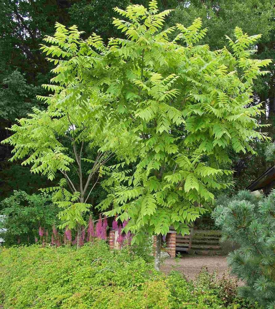 Орех маньчжурский Кедровая Падь